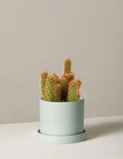  Ladyfinger Cactus