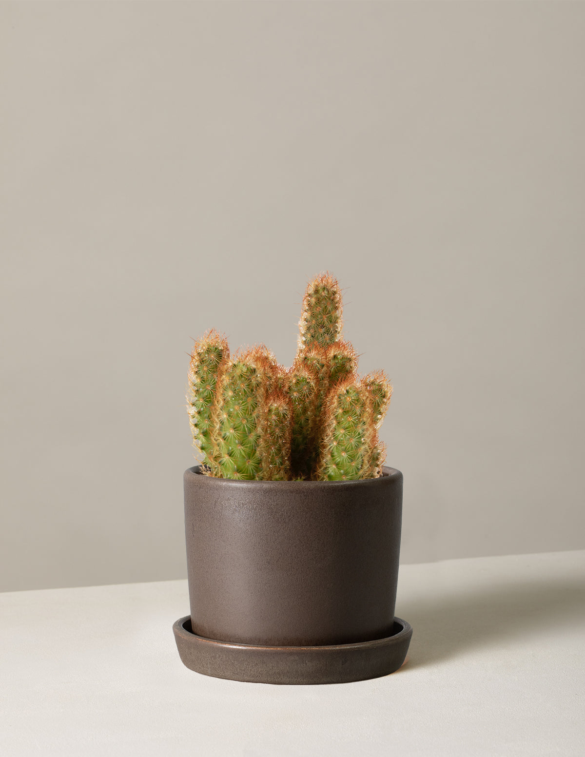  Ladyfinger Cactus