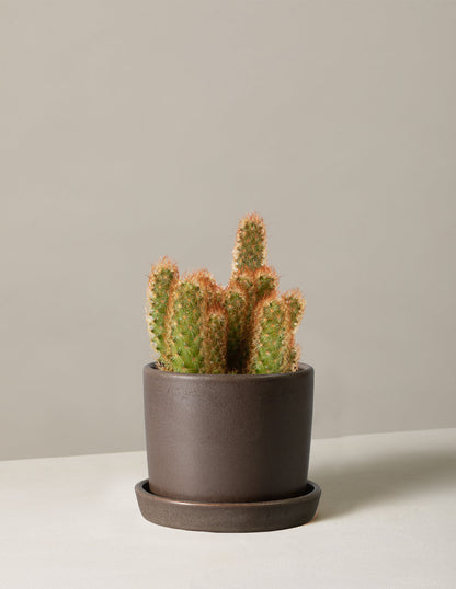  Ladyfinger Cactus