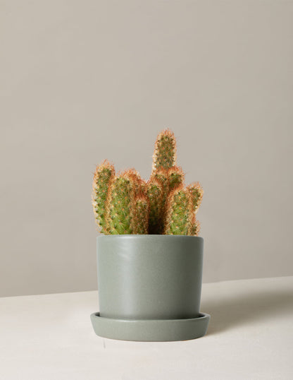  Ladyfinger Cactus