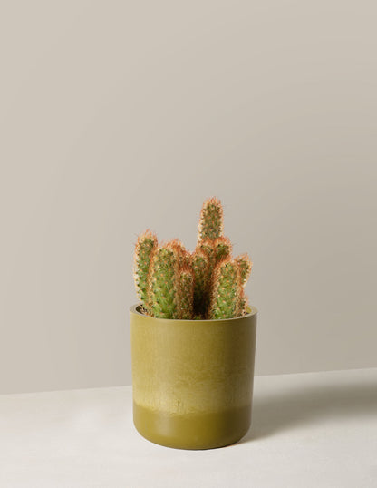  Ladyfinger Cactus
