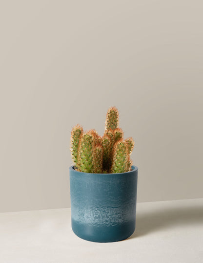 Ladyfinger Cactus