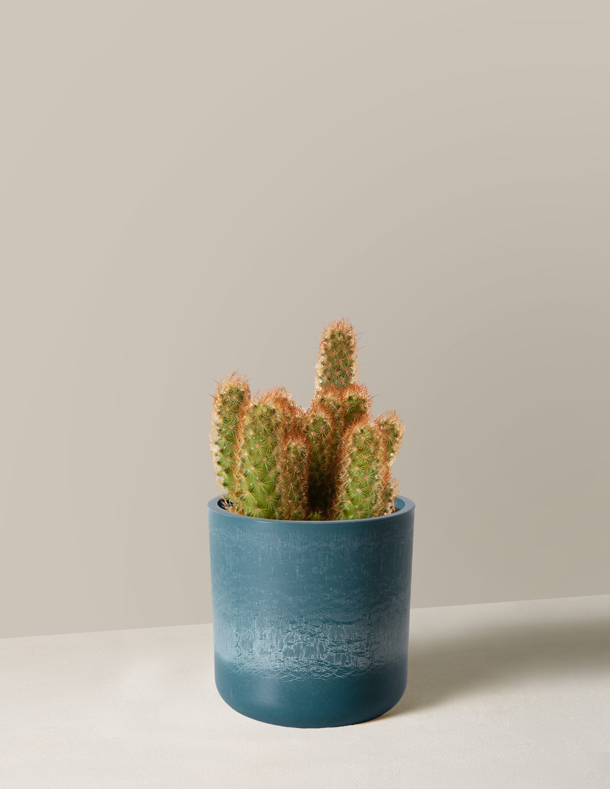  Ladyfinger Cactus