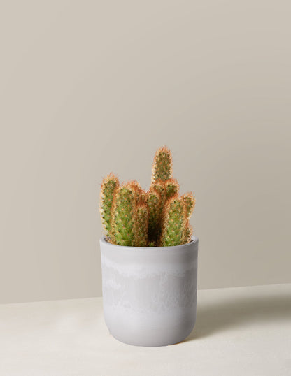  Ladyfinger Cactus