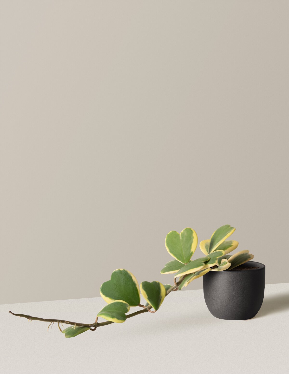  Trailing Heart-Leaf Hoya, Variegated