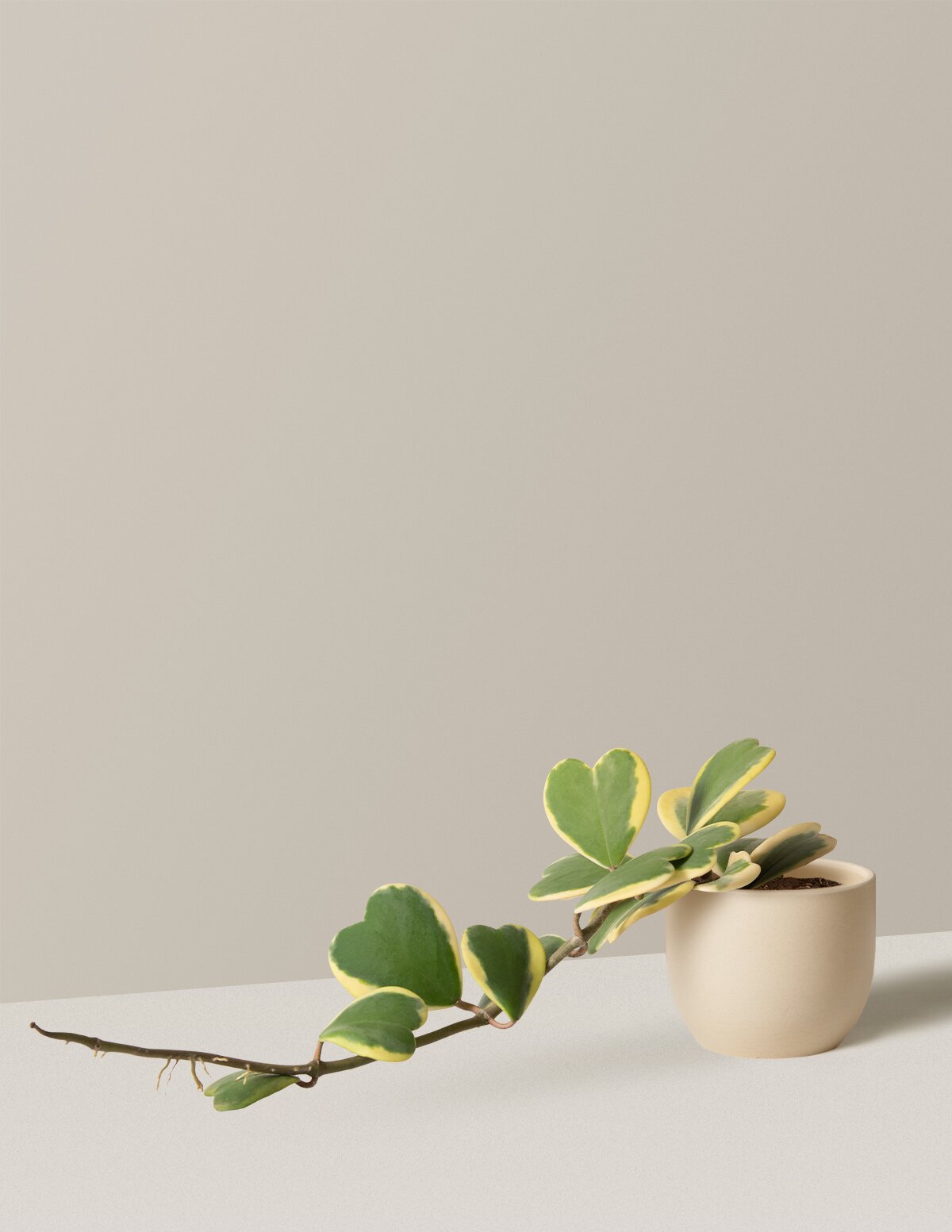  Trailing Heart-Leaf Hoya, Variegated