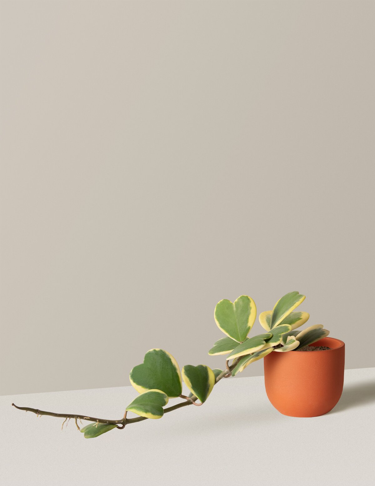  Trailing Heart-Leaf Hoya, Variegated