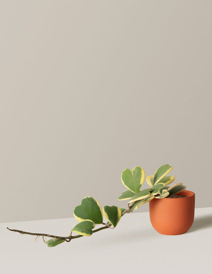  Trailing Heart-Leaf Hoya, Variegated