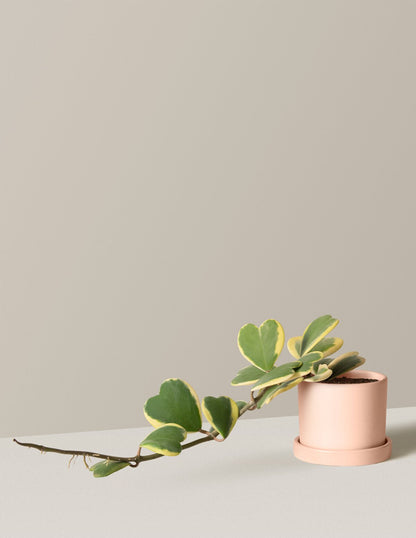  Trailing Heart-Leaf Hoya, Variegated