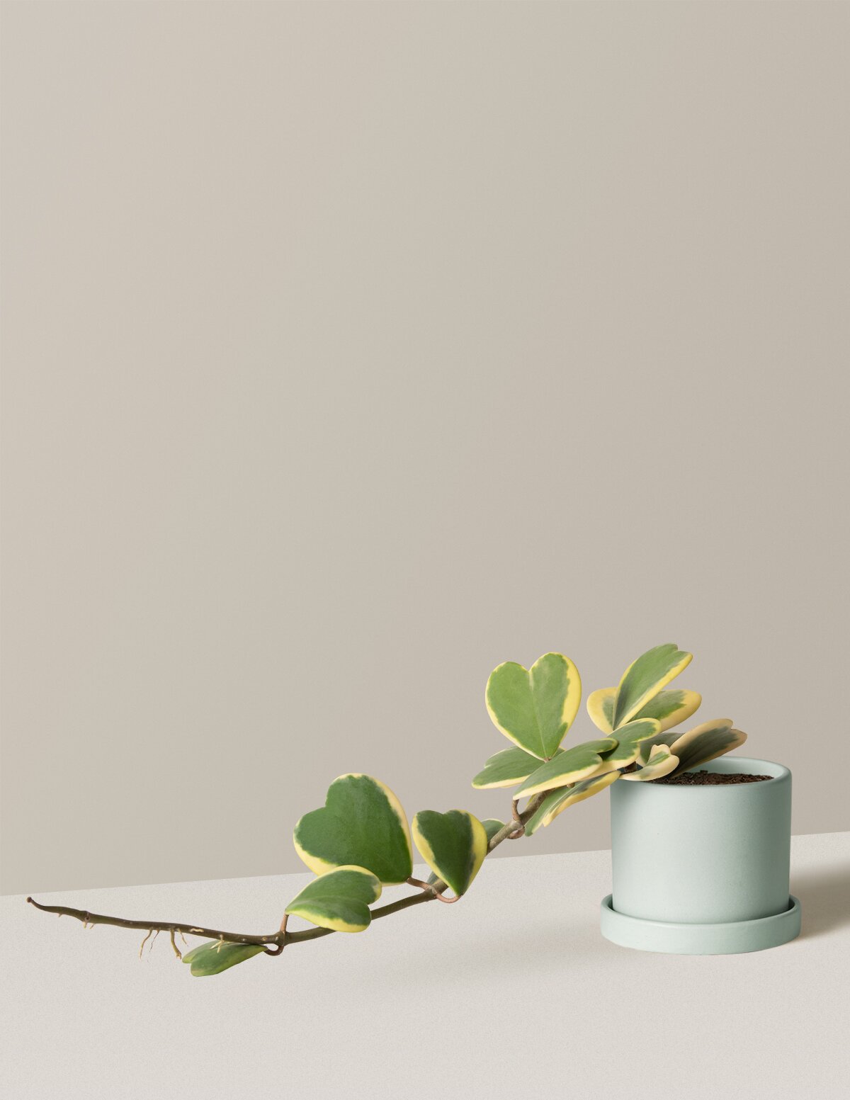 Trailing Heart-Leaf Hoya, Variegated