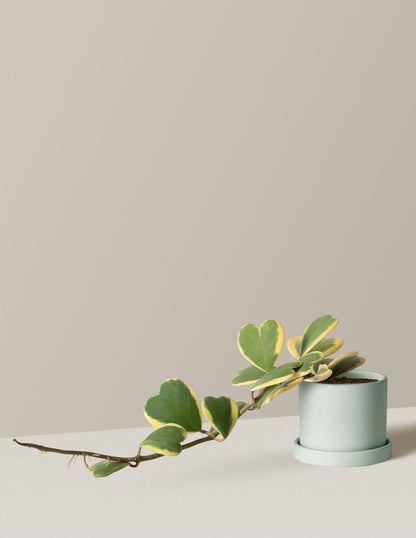  Trailing Heart-Leaf Hoya, Variegated