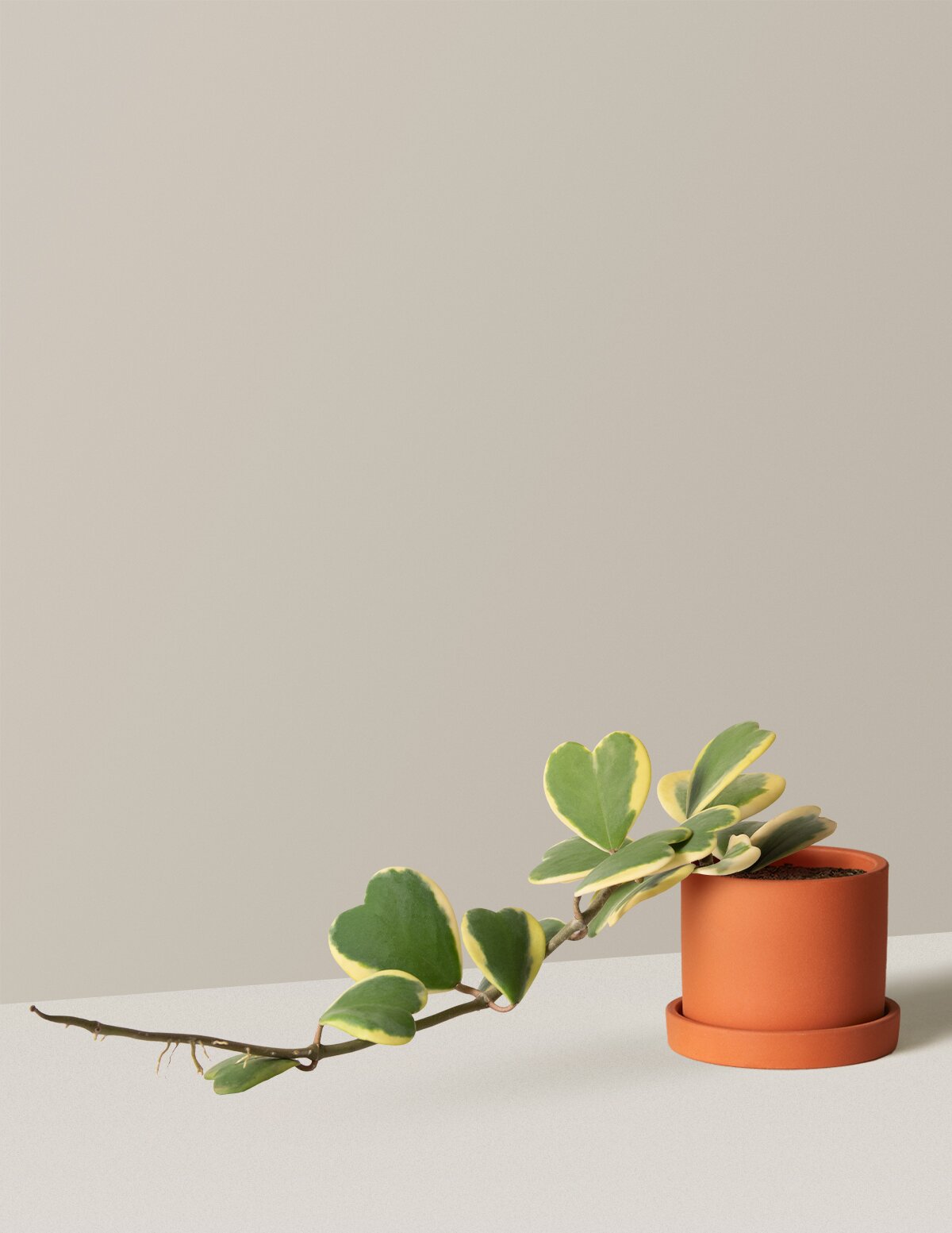  Trailing Heart-Leaf Hoya, Variegated