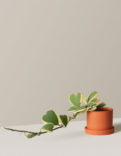  Trailing Heart-Leaf Hoya, Variegated