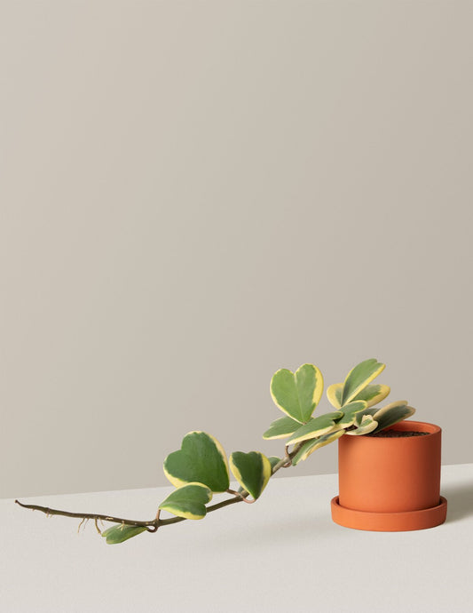  Trailing Heart-Leaf Hoya, Variegated