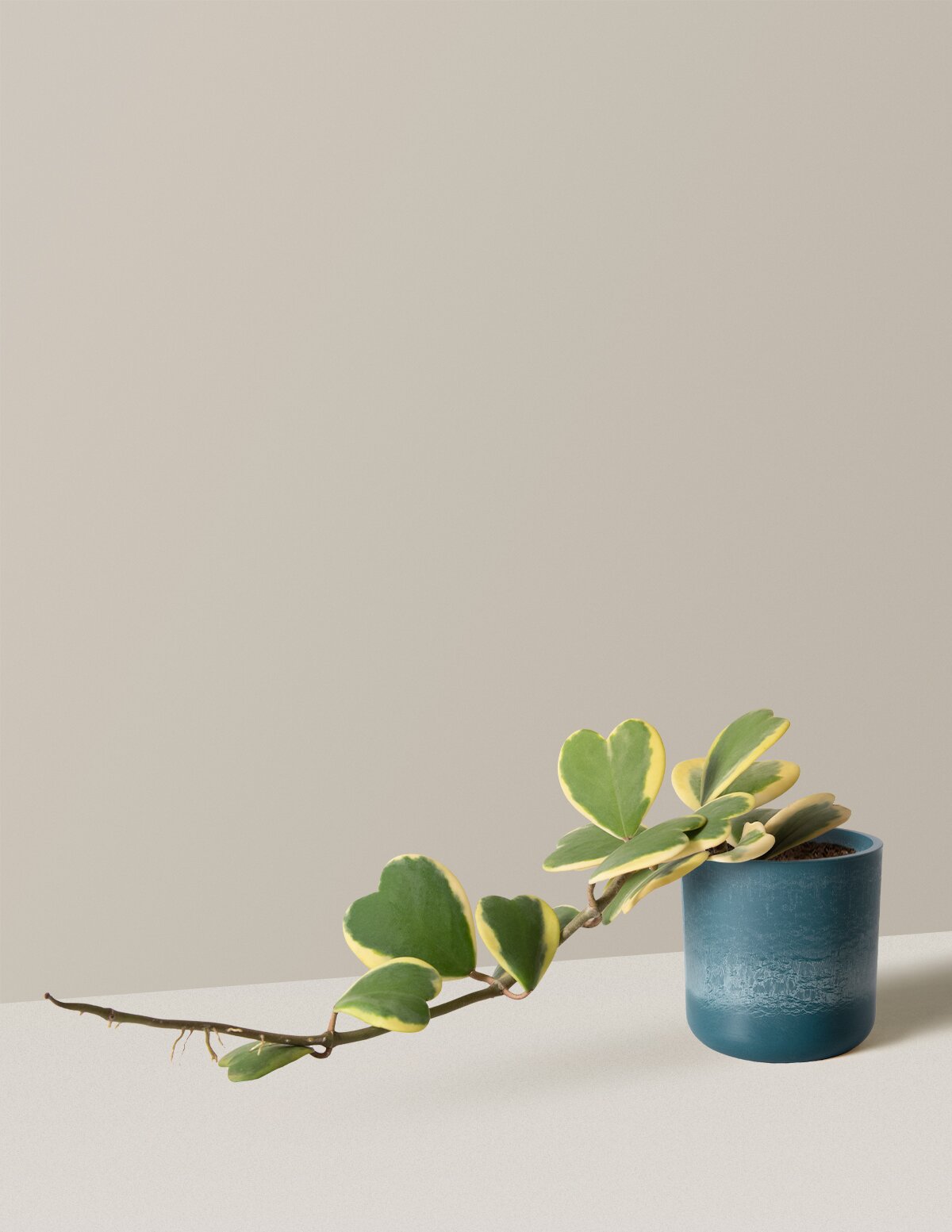  Trailing Heart-Leaf Hoya, Variegated