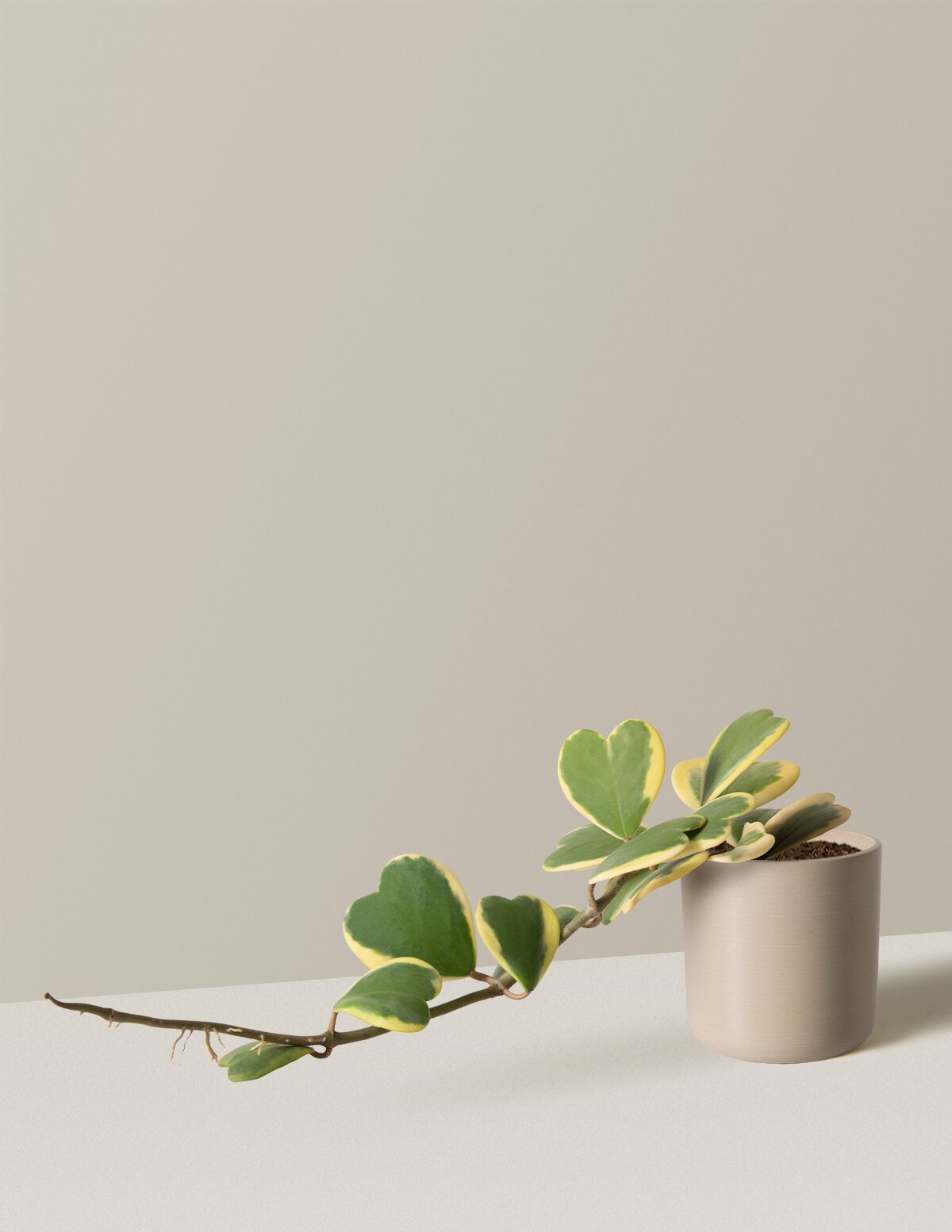  Trailing Heart-Leaf Hoya, Variegated