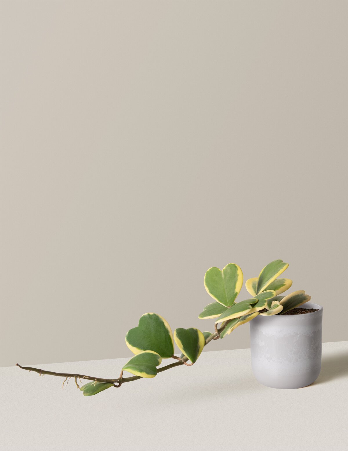  Trailing Heart-Leaf Hoya, Variegated