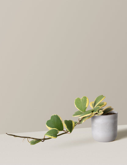  Trailing Heart-Leaf Hoya, Variegated