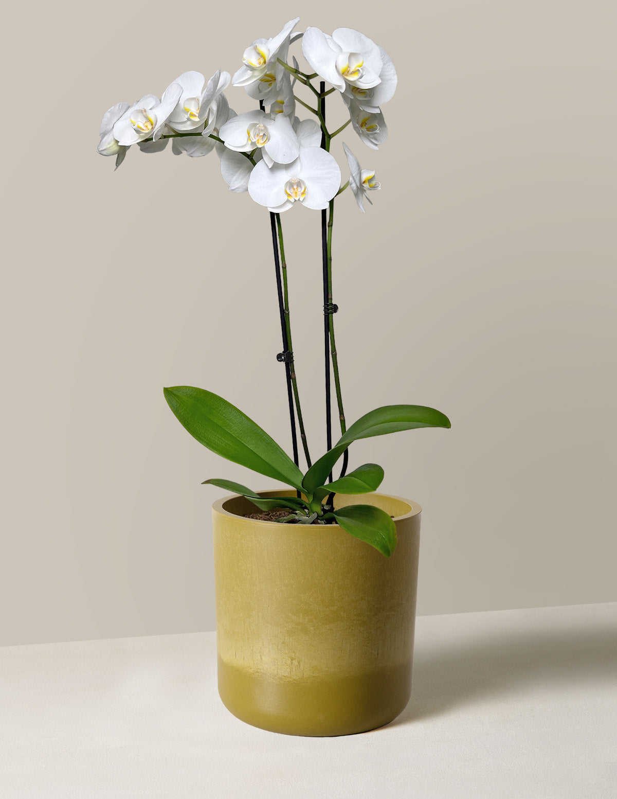  White Orchid