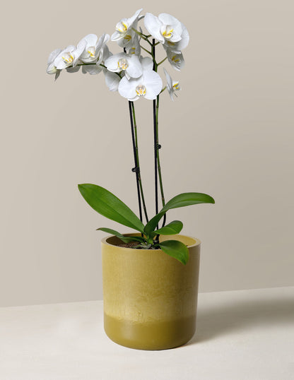  White Orchid