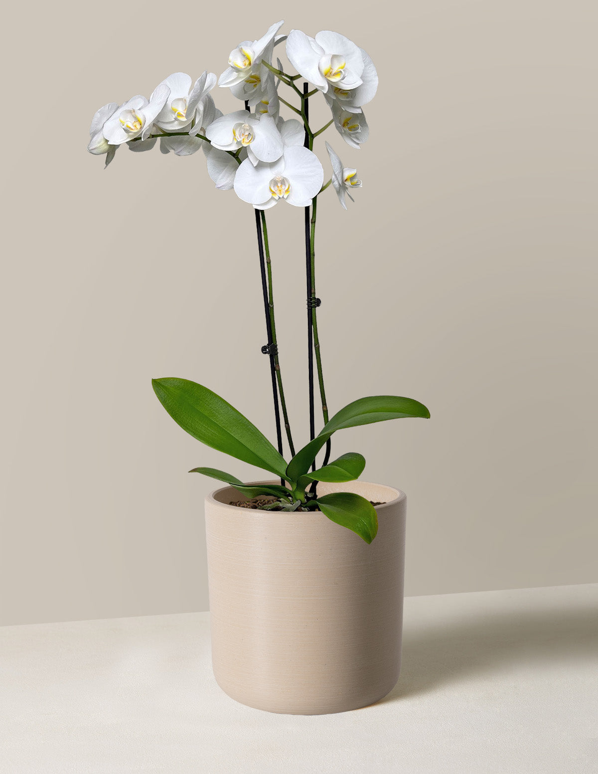  White Orchid