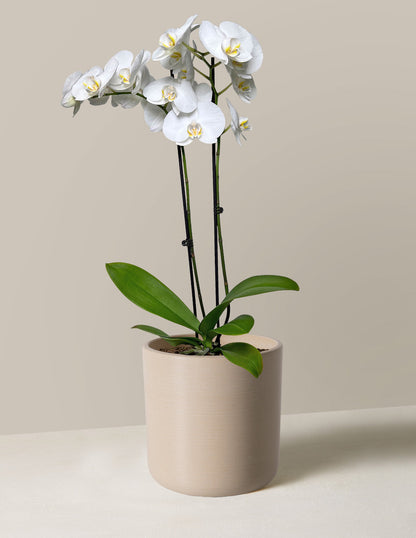  White Orchid