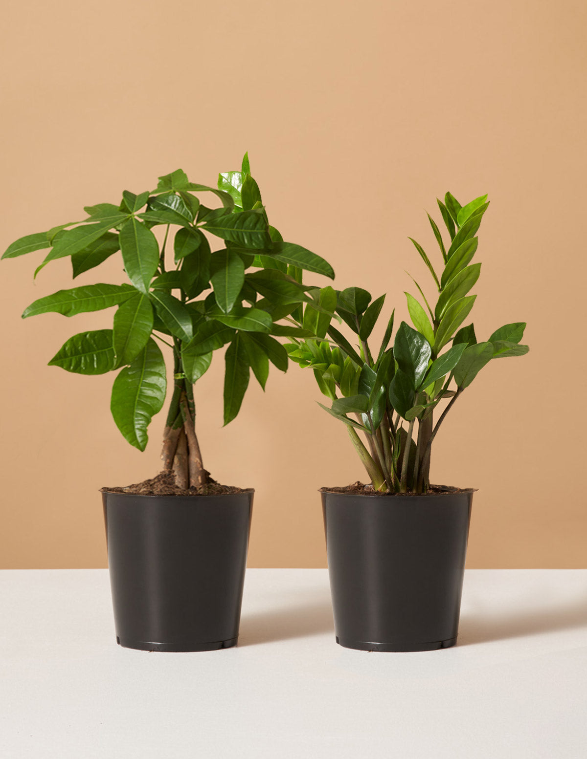  The Easy Care Duo
