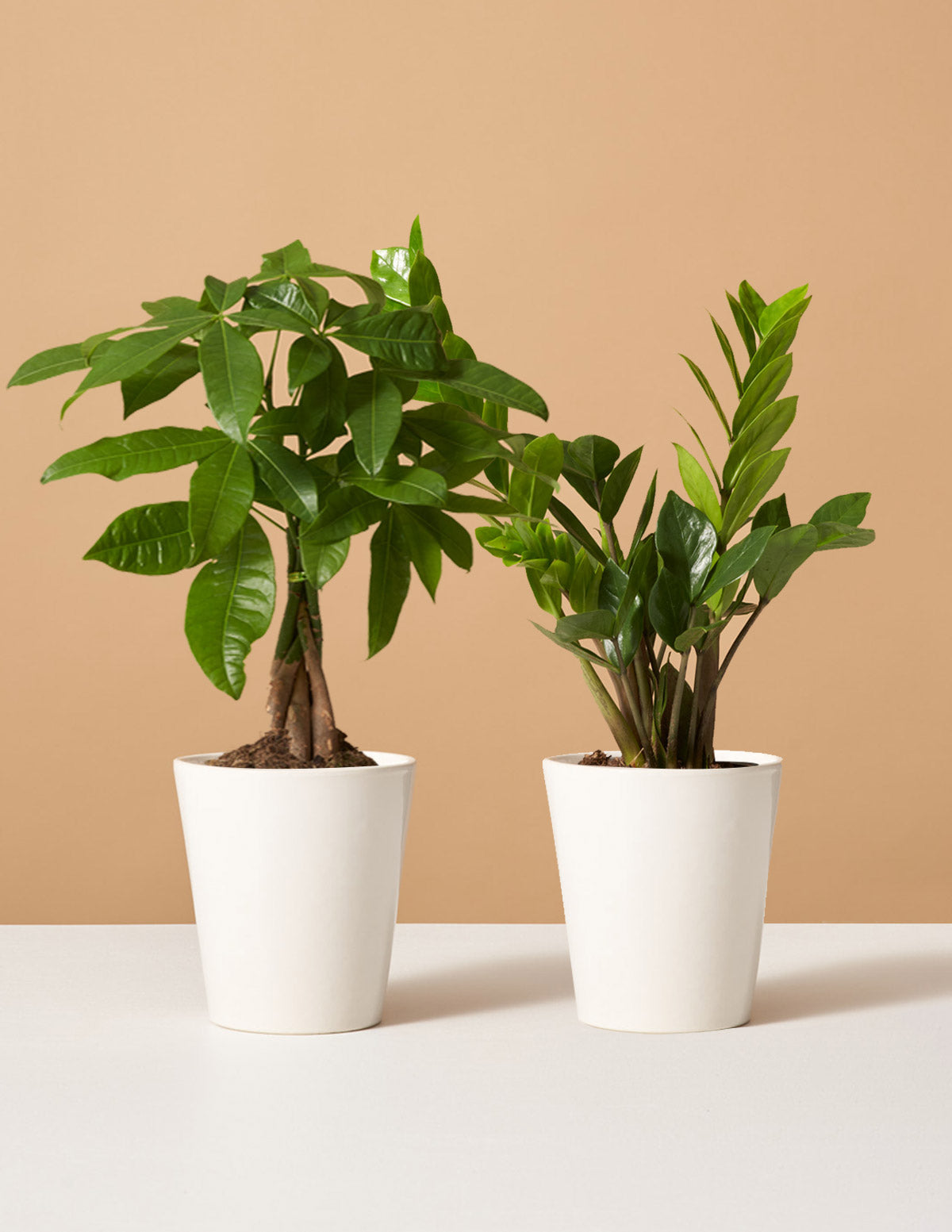  The Easy Care Duo