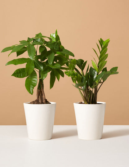  The Easy Care Duo