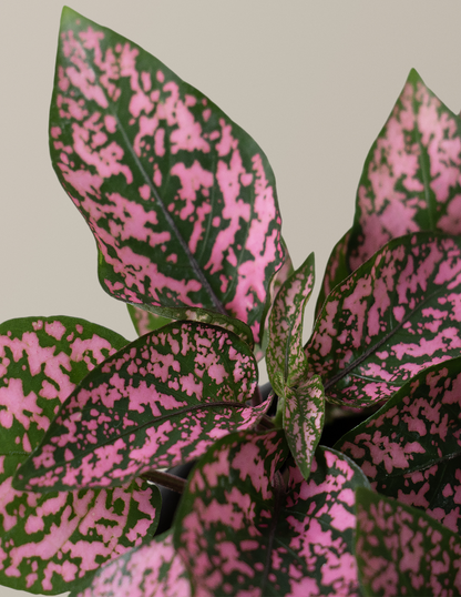  Pink Polka Dot Plant