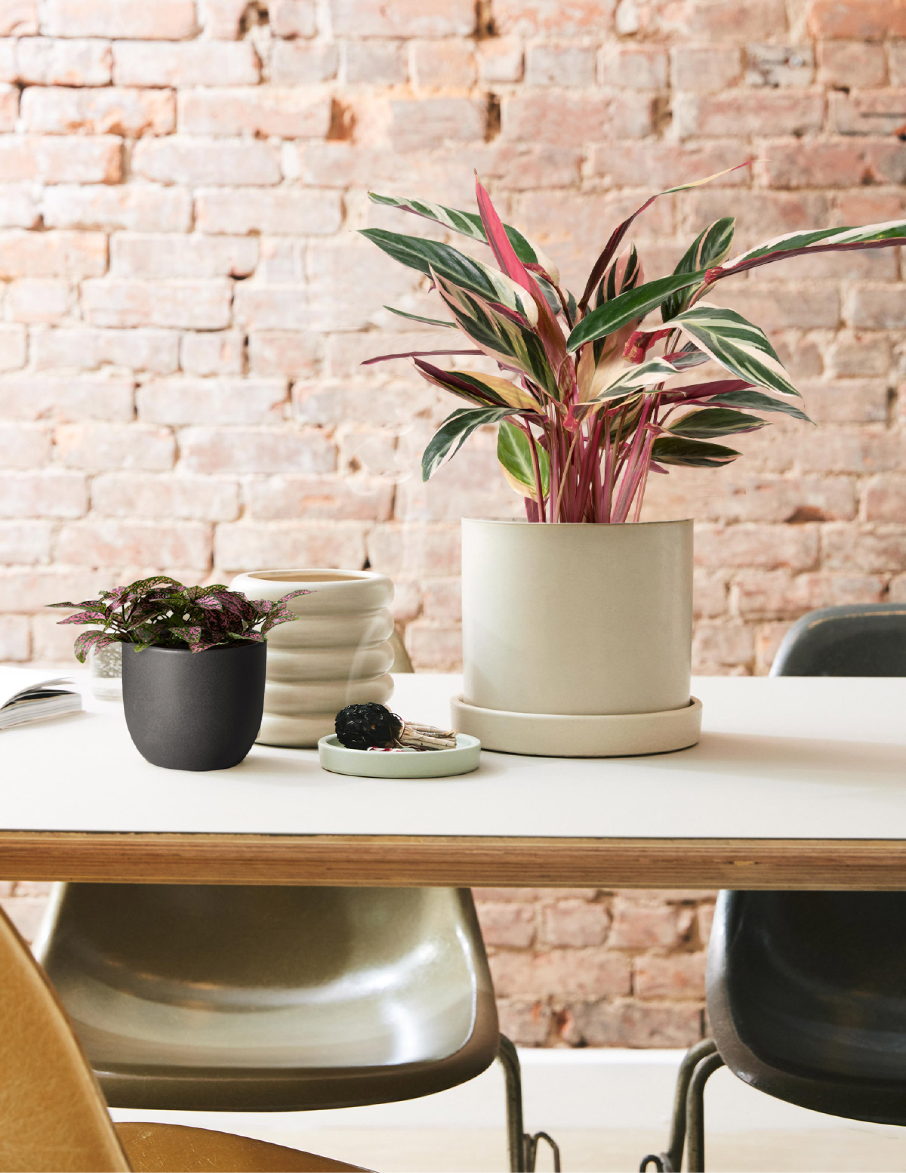  Pink Polka Dot Plant