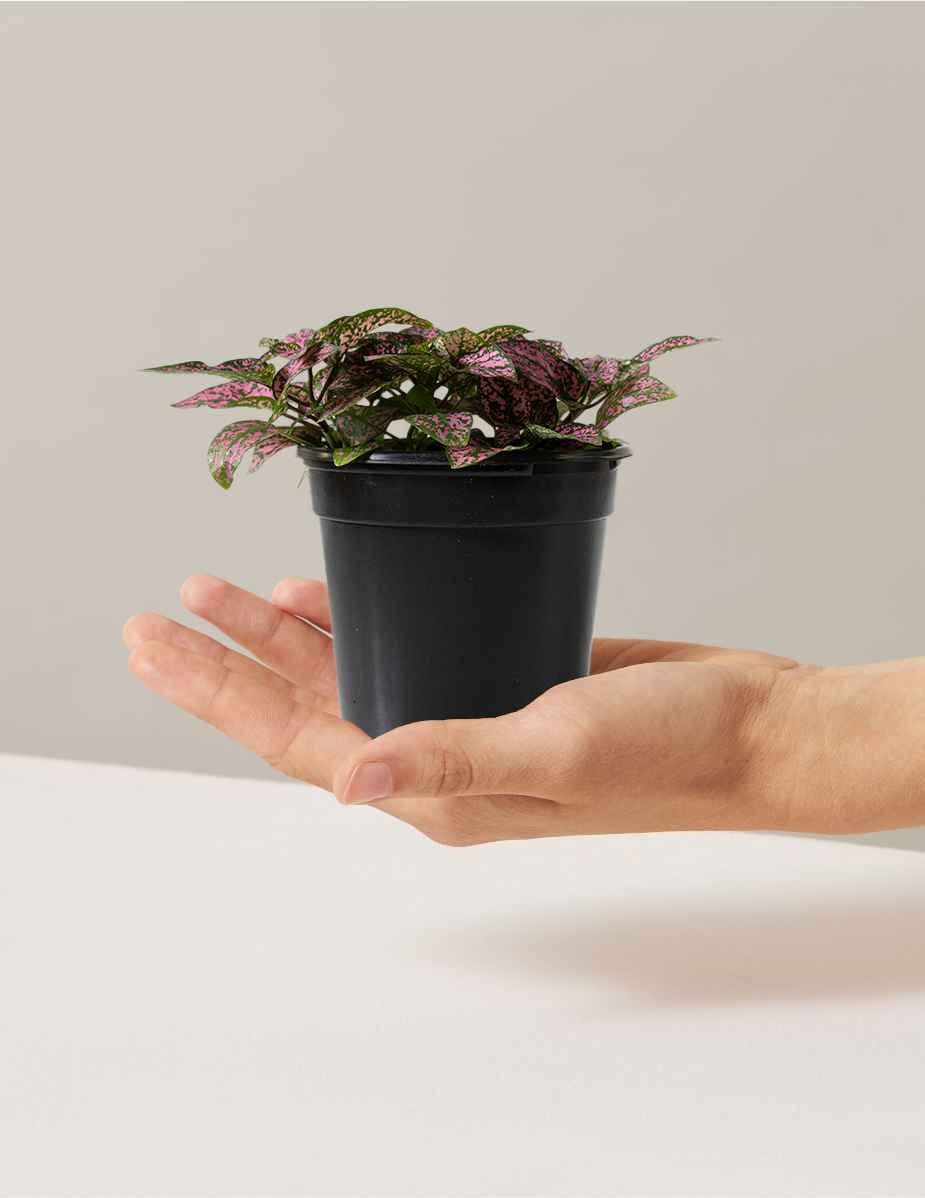  Pink Polka Dot Plant