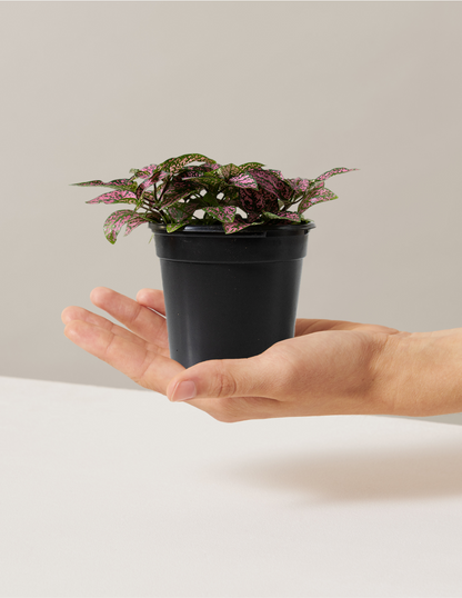  Pink Polka Dot Plant
