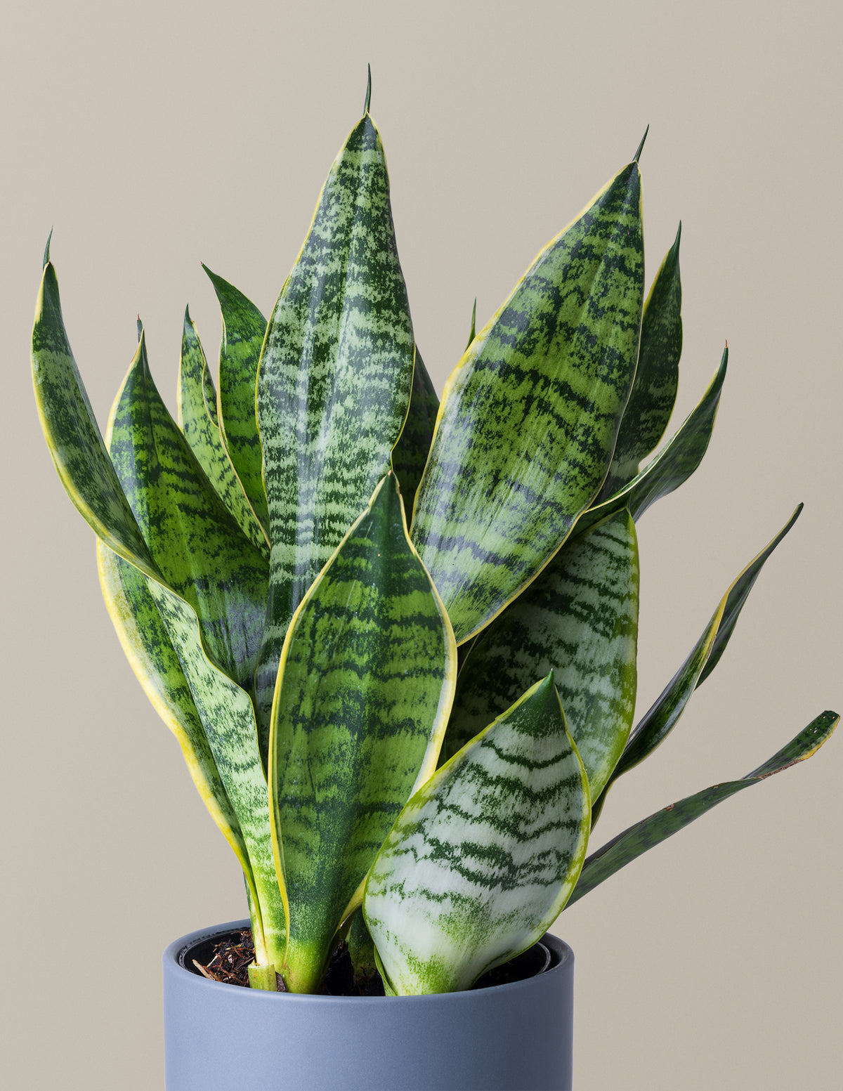  Snake Plant Futura Superba