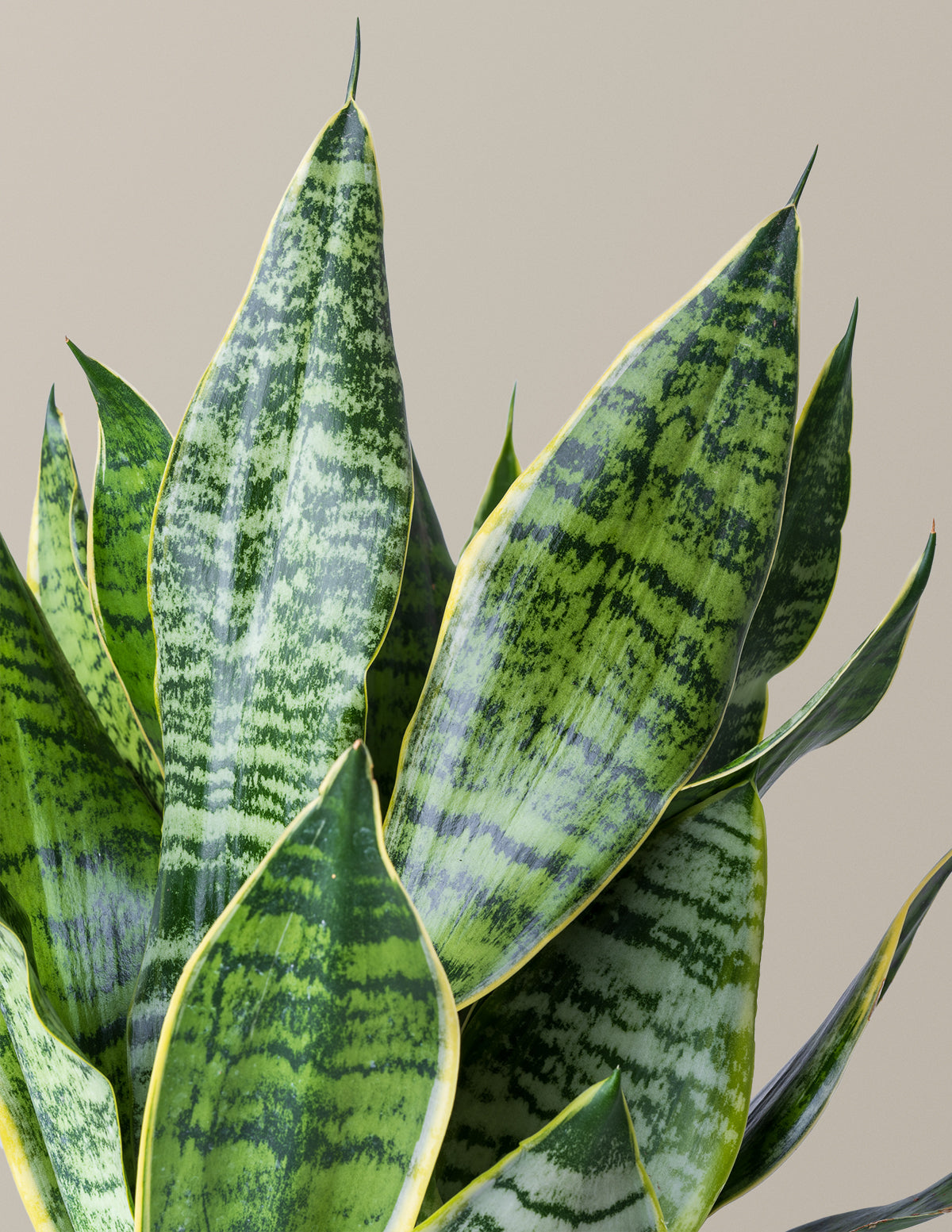  Snake Plant Futura Superba