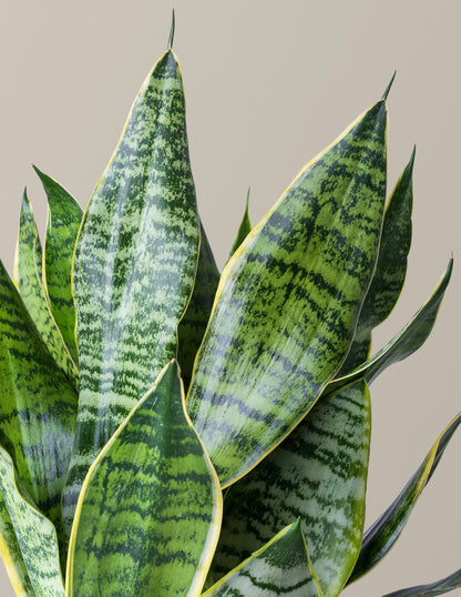  Snake Plant Futura Superba