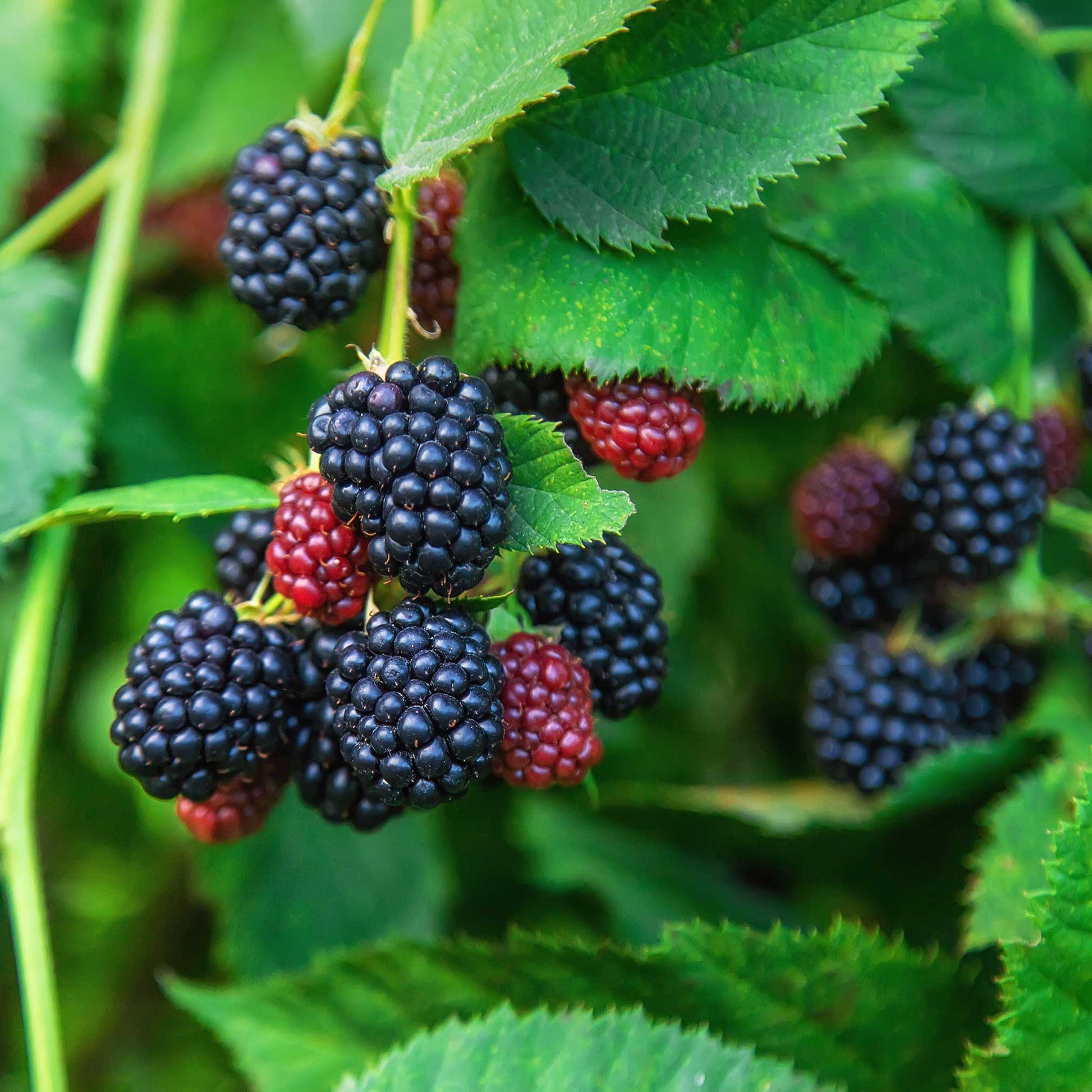  Thornless Blackberry Bush
