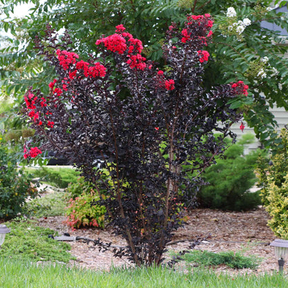  Thunderstruck™ Rumblin' Red™ Crapemyrtle