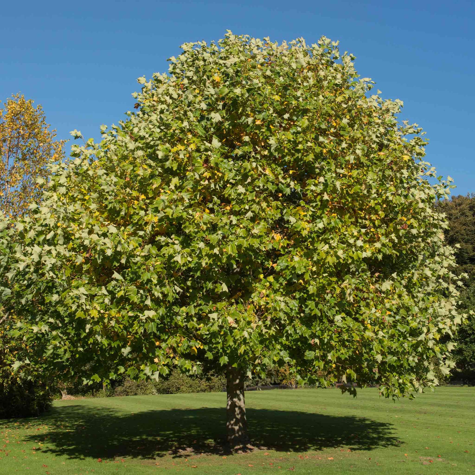  Tulip Poplar