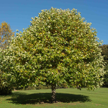  Tulip Poplar