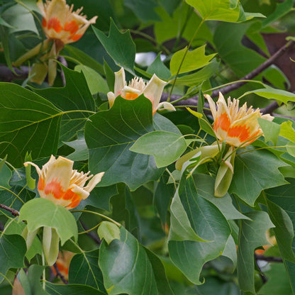  Tulip Poplar