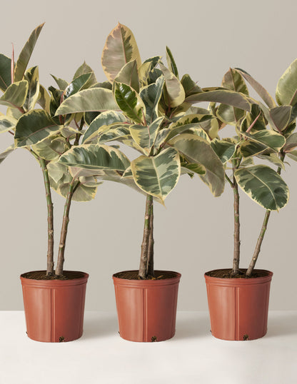  Large Ficus Tineke Tree