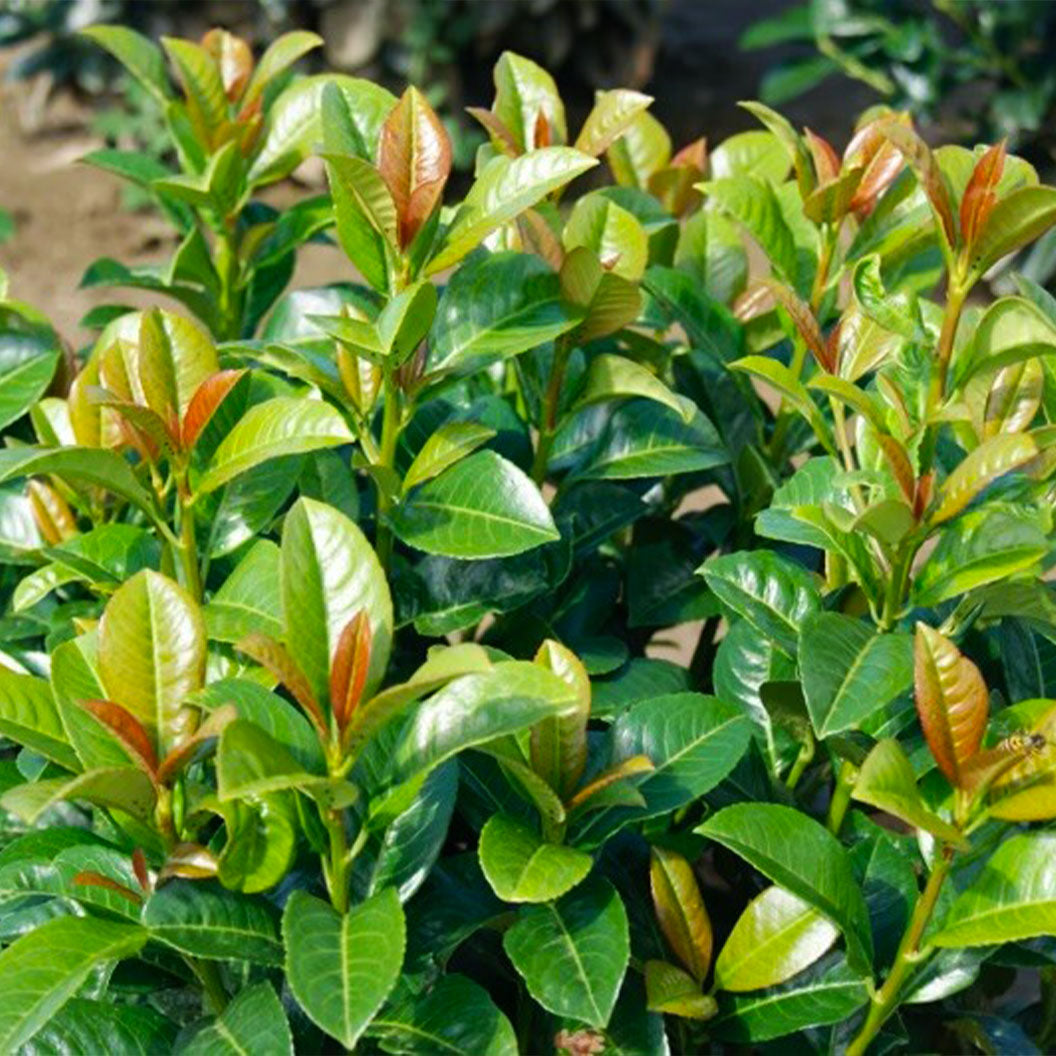 Volcano Cherry Laurel