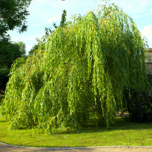  Weeping Willow