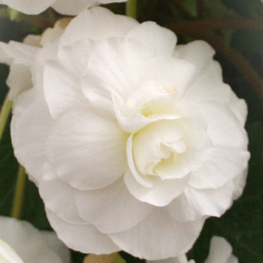  White Double Begonia Bulbs