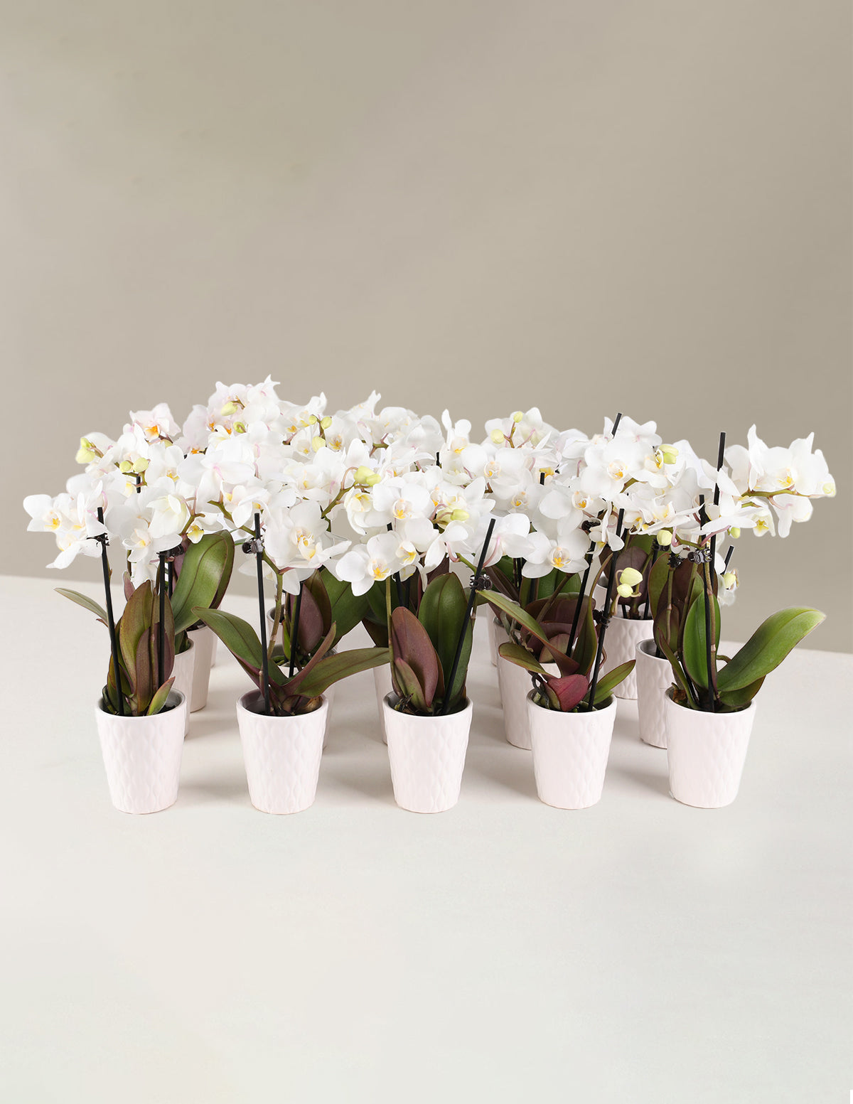  Orchid Party Pack, Set Of 20