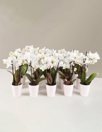  Orchid Party Pack, Set Of 20