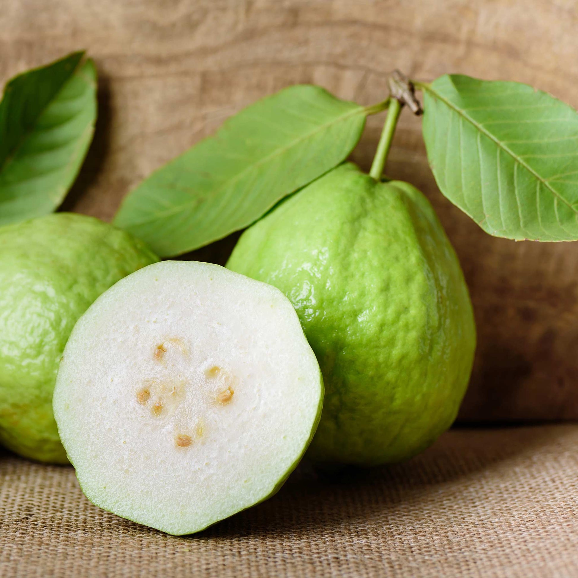  Guava Tree - White