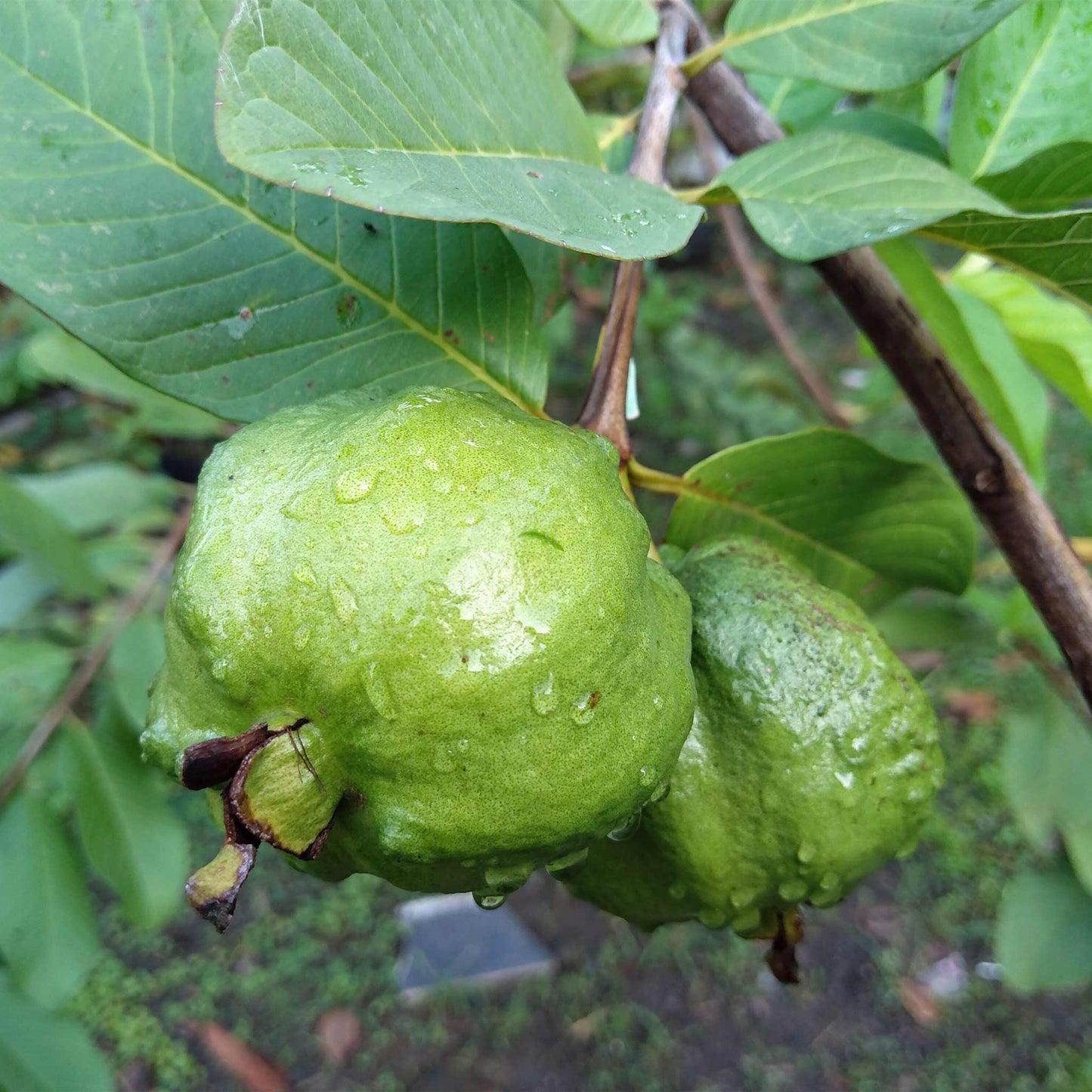  Guava Tree - White