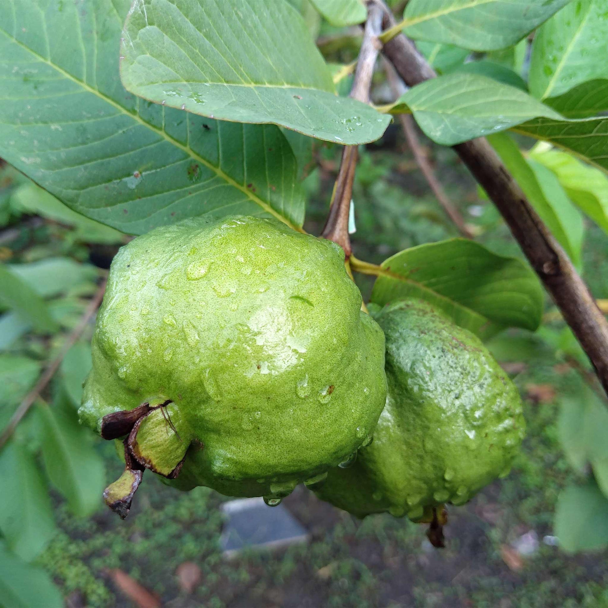  Guava Tree - White